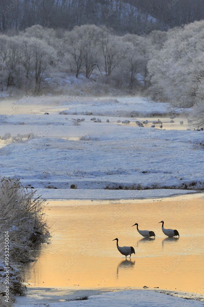 Fototapeta premium 塒の川を渡るタンチョウの家族(北海道・鶴居村)