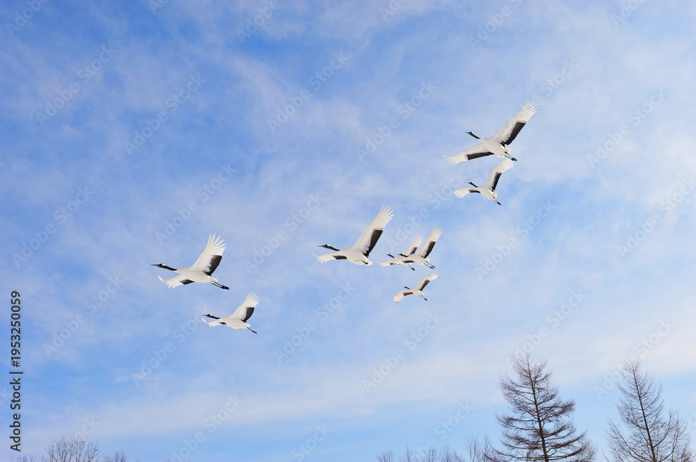 Obraz premium 青空を飛ぶタンチョウの群(北海道・鶴居村)