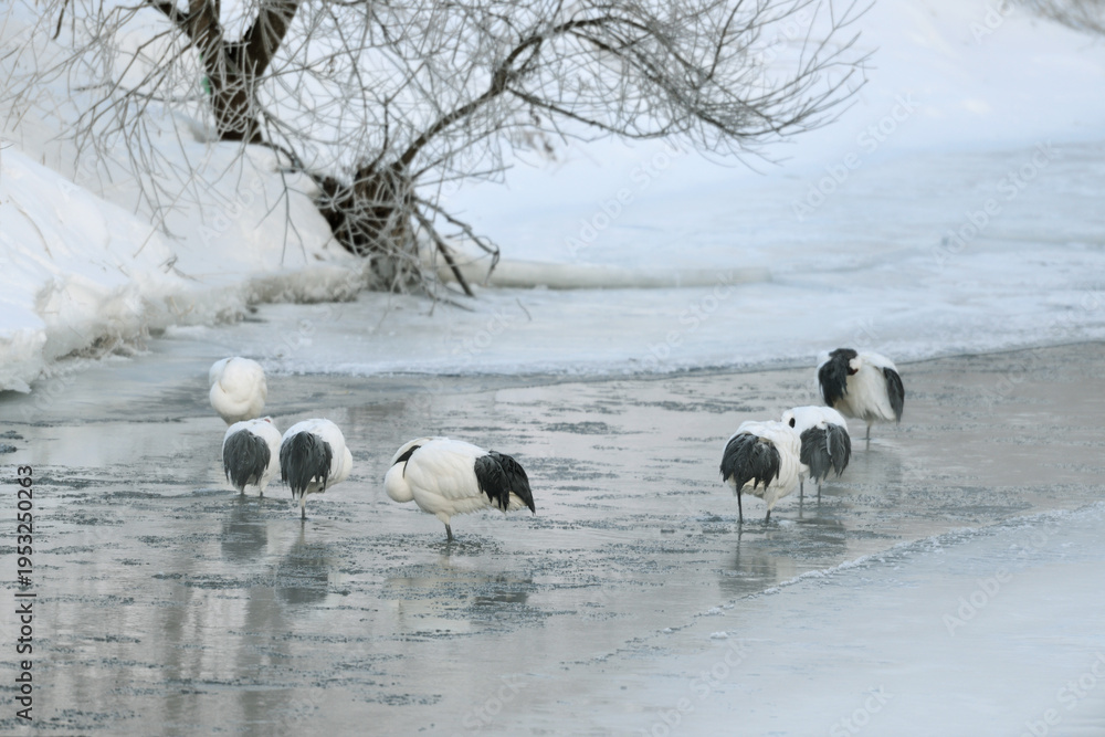 Fototapeta premium 塒の川で休むタンチョウ（北海道・鶴居村） 