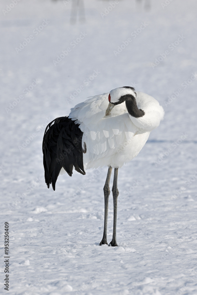 Fototapeta premium 羽づくろいをするタンチョウ（北海道・鶴居村） 