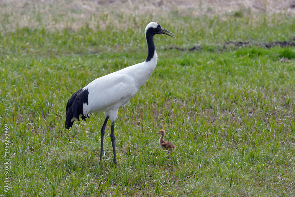 Fototapeta premium タンチョウの親子(北海道・釧路市)