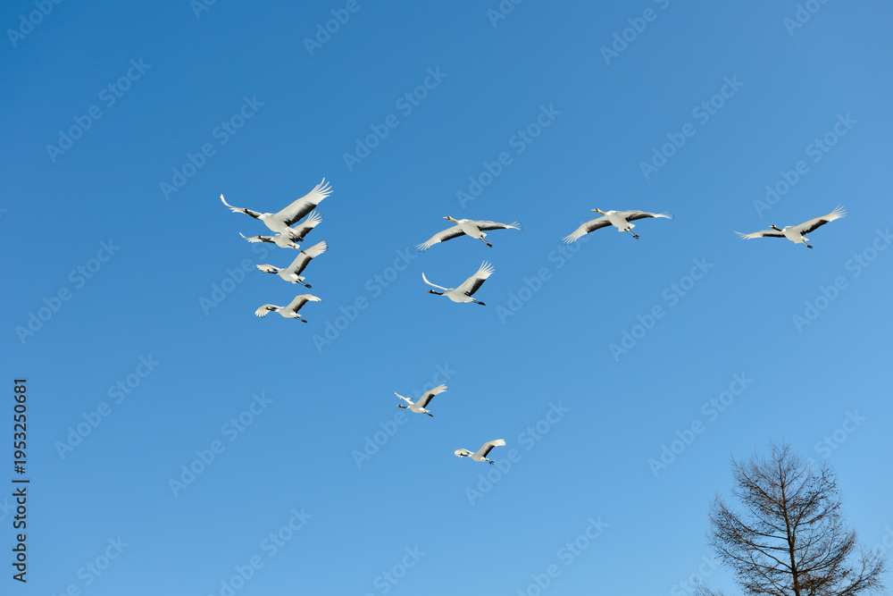 Fototapeta premium タンチョウの編隊飛行（北海道・鶴居村） 
