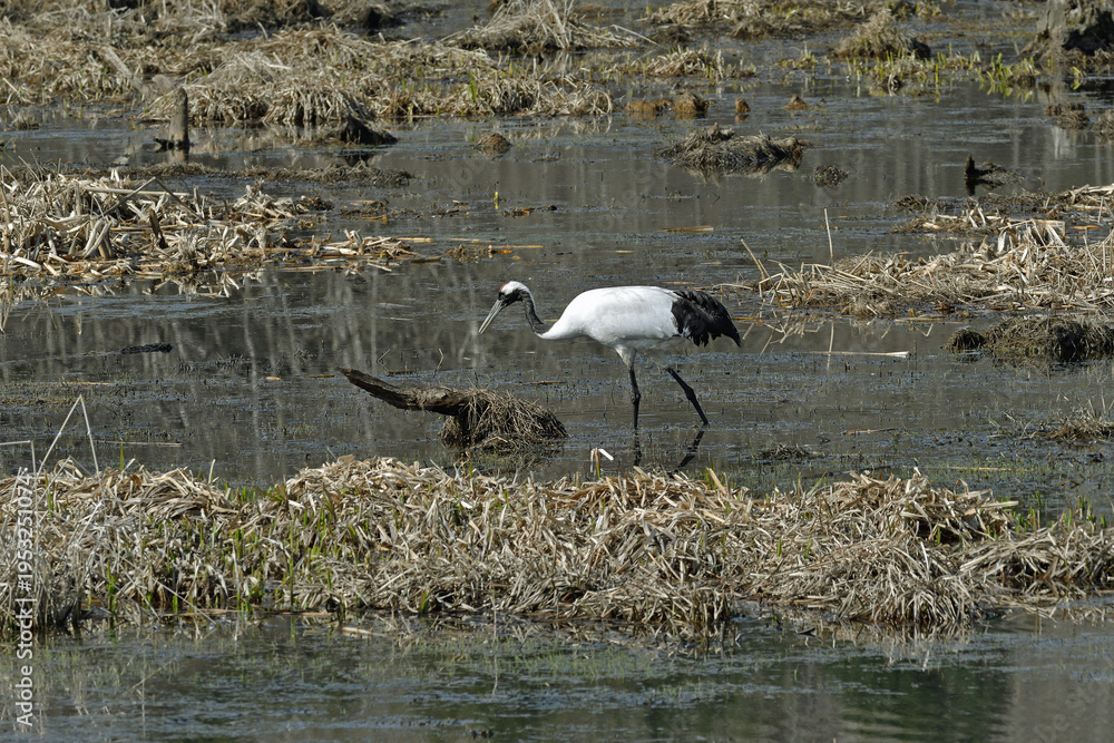 Fototapeta premium 湿原を歩くタンチョウ（北海道・鶴居村） 