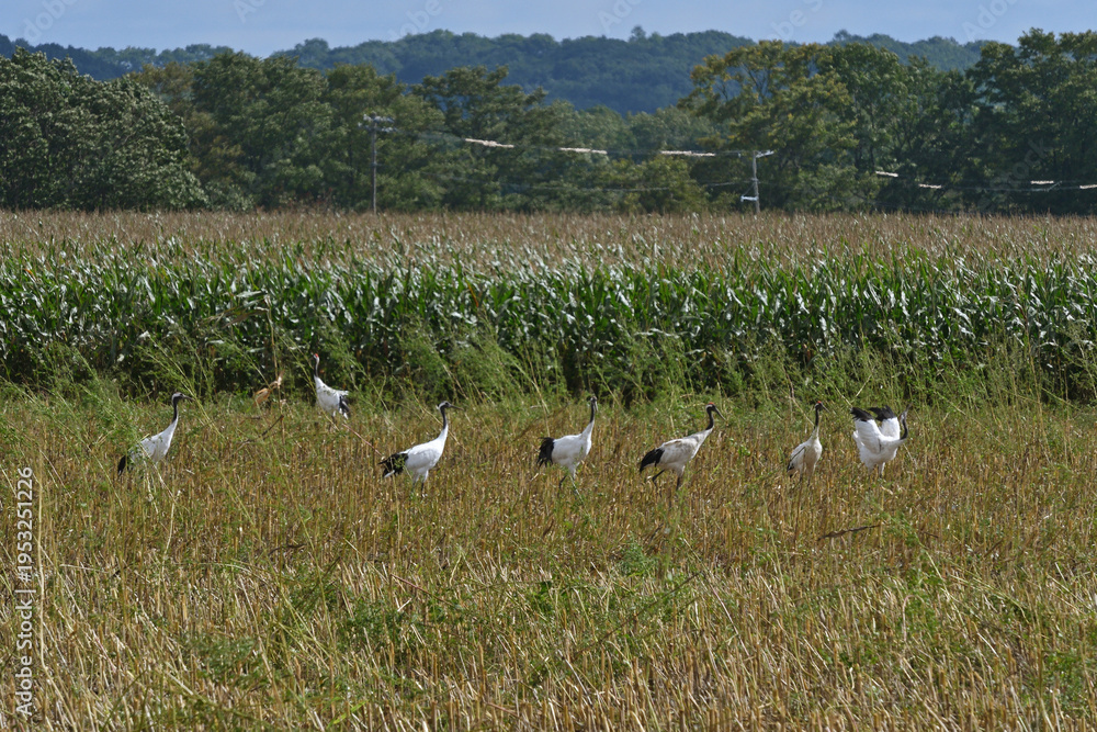 Fototapeta premium 畑に群れるタンチョウ(北海道・鶴居村)