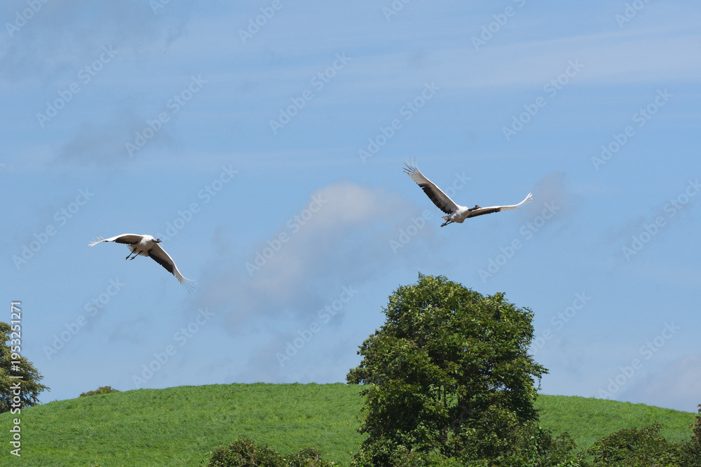 Fototapeta premium 牧草地を飛ぶタンチョウのつがい(北海道・鶴居村)