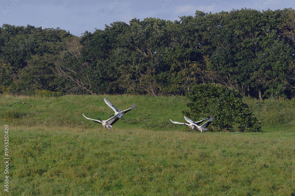 Fototapeta premium 牧草地から飛び立つタンチョウ（北海道・鶴居村） 