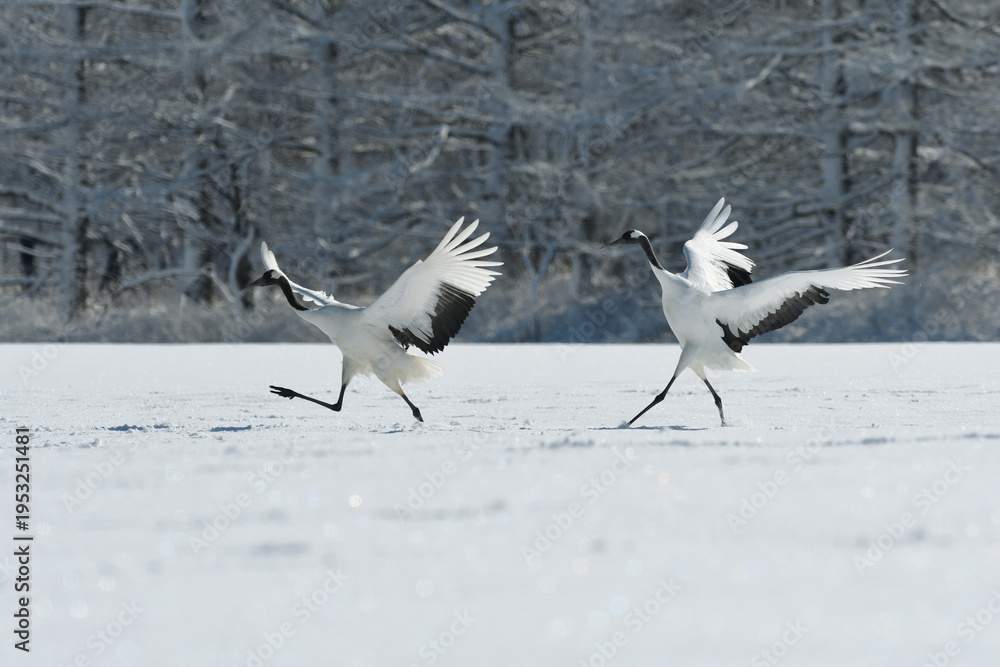 Fototapeta premium 雪原に着地するタンチョウのつがい（北海道・鶴居村） 