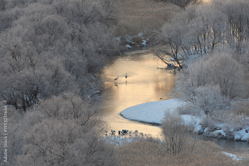Fototapeta premium 朝陽に染まる塒とタンチョウのつがい（北海道・鶴居村） 