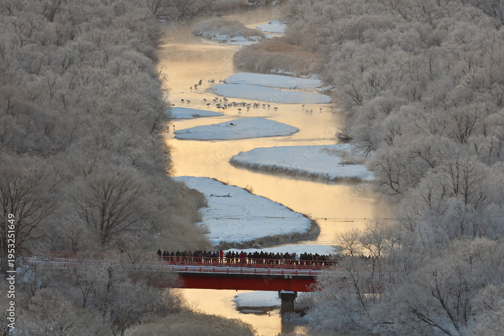 Fototapeta premium タンチョウの塒と音羽橋（北海道・鶴居村） 