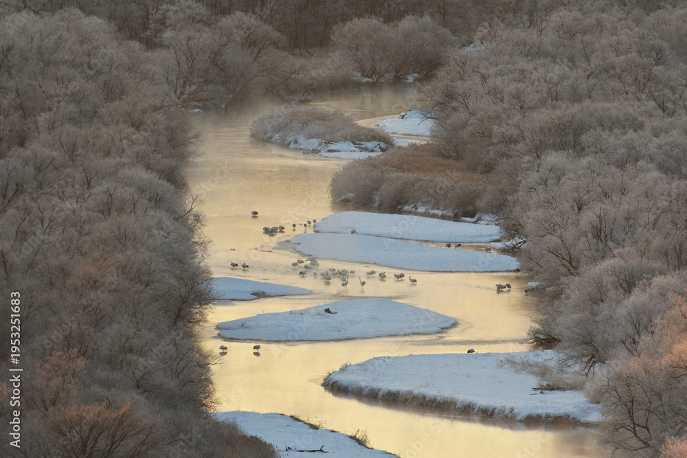 Fototapeta premium 丘から見下ろすタンチョウの塒（北海道・鶴居村） 