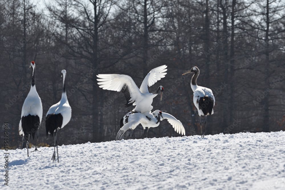 Fototapeta premium タンチョウの交尾（北海道・鶴居村） 