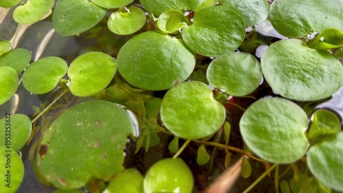 Close Up of Green Frogbit Floating Aquatic Plants on Water Surface with Small Fish Swimming Underneath