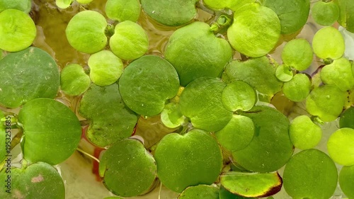 Close Up of Green Frogbit Floating Aquatic Plants on Water Surface with Small Fish Swimming Underneath