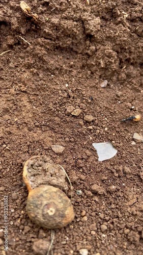 Small Black Ant Carrying a Large Piece of Food Across Dry Soil Ground