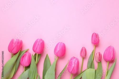 beautiful pink tulip flowers on a pastel background, a flat lay top view with...