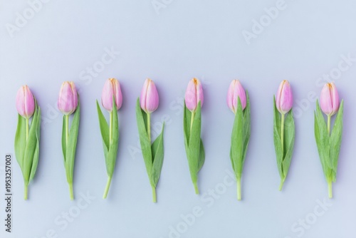 beautiful pink tulip flowers on a pastel background, a flat lay top view with...