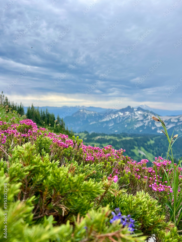 Obraz premium Mount Rainier Skyline Trail Scenic Alpine Hike Washington 