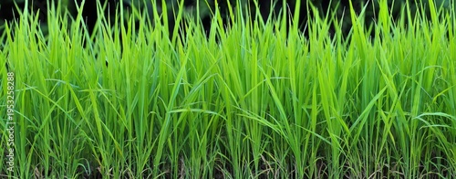a large green rice field background, high-definition photography, high resolu...