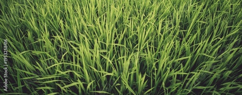 a large green rice field background, high-definition photography, high resolu...