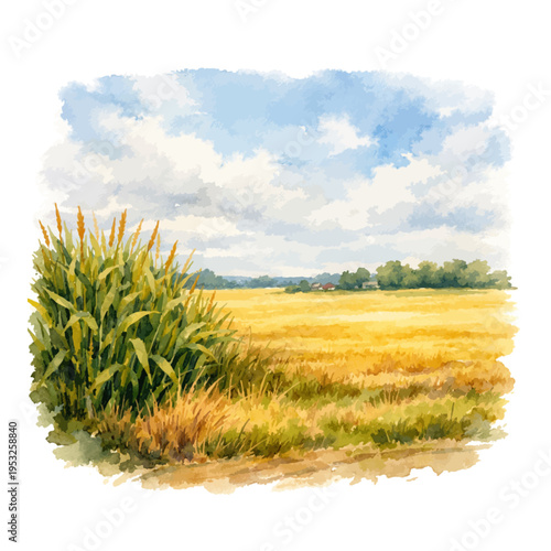 A watercolor rural cornfield landscape, featuring green corn plants beside golden harvested fields under a soft cloudy sky, isolated on a transparent background.
