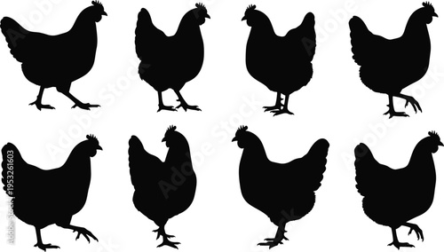 Chicken silhouettes set showing farm poultry in different poses, standing and walking, illustrating agriculture, livestock, and domestic bird concepts