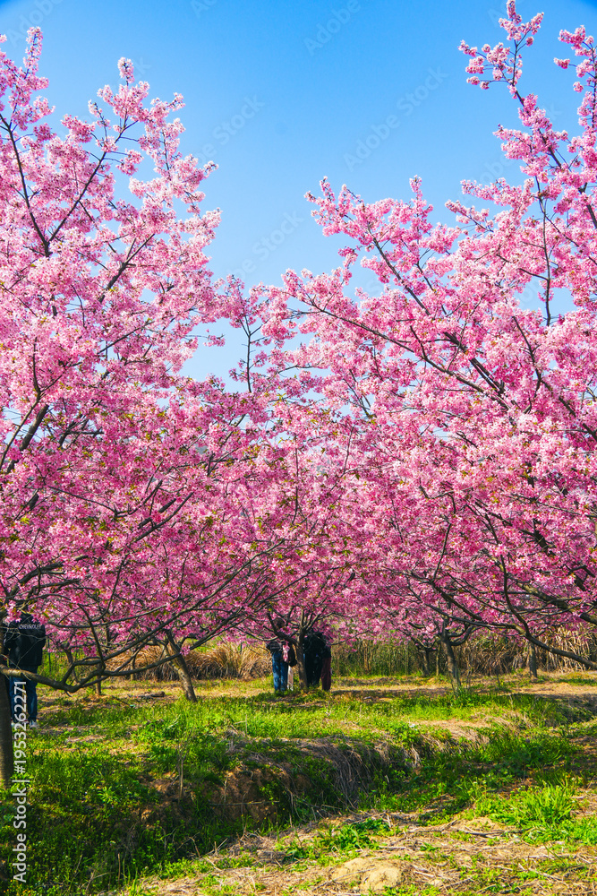 Fototapeta premium pink cherry blossom中国湖北省武汉樱花