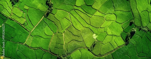 a large green rice field background, high-definition photography, high resolution