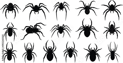 Vector black silhouette collection of various spiders and tarantulas in different crawling and standing poses isolated on a white background for Halloween design.