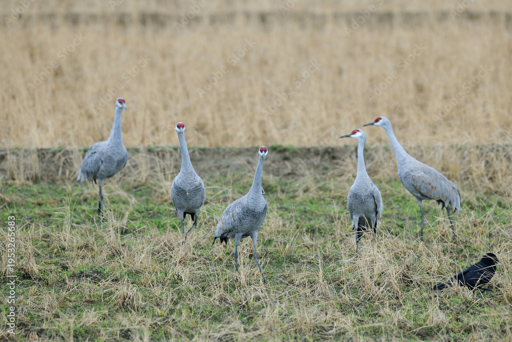 Fototapeta premium カナダヅルの群(鹿児島県・出水市)