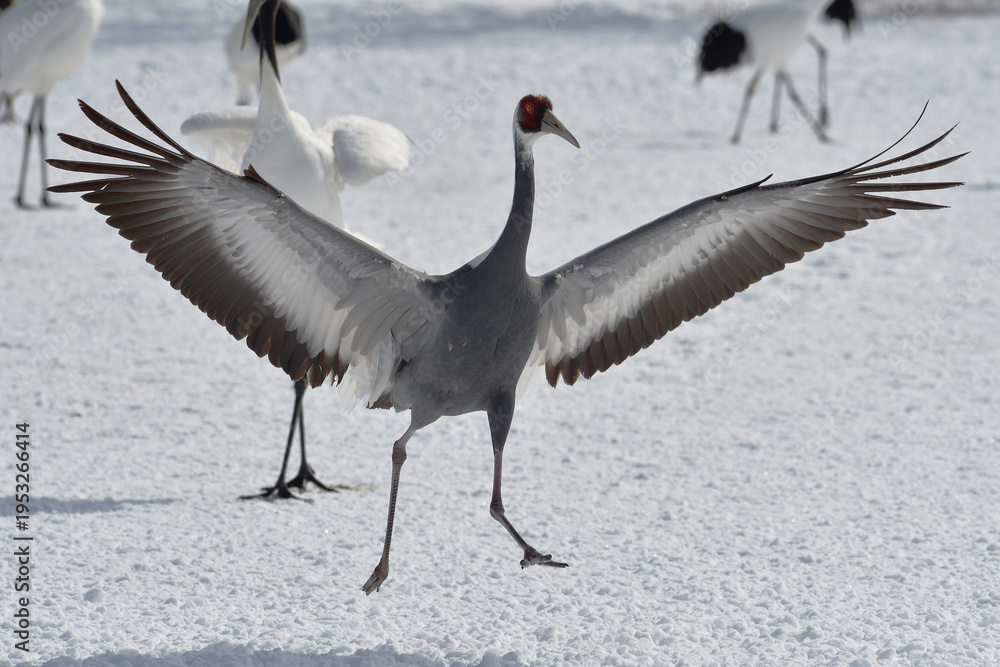 Fototapeta premium 雪上を走るマナヅル（北海道・鶴居村） 