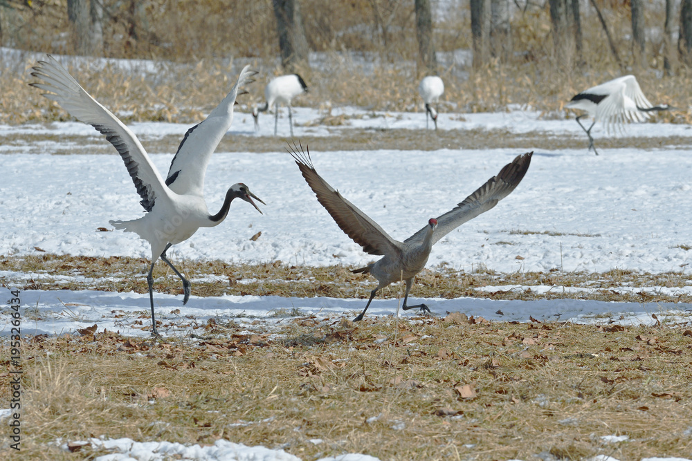 Fototapeta premium タンチョウに追われるカナダヅル（北海道・鶴居村） 