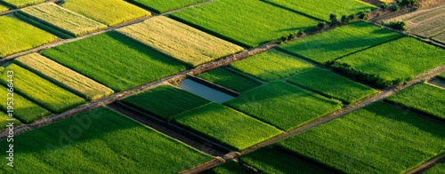 a large green rice field serves as the background, with dense and uniform gra...