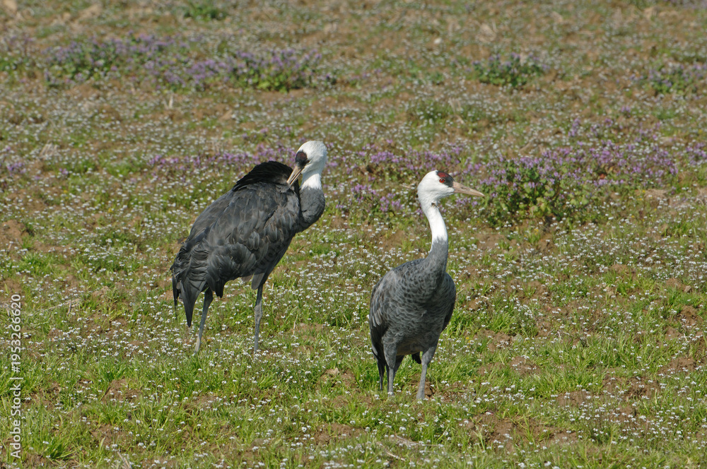 Fototapeta premium 花畑とナベヅルのつがい(鹿児島県・出水市)