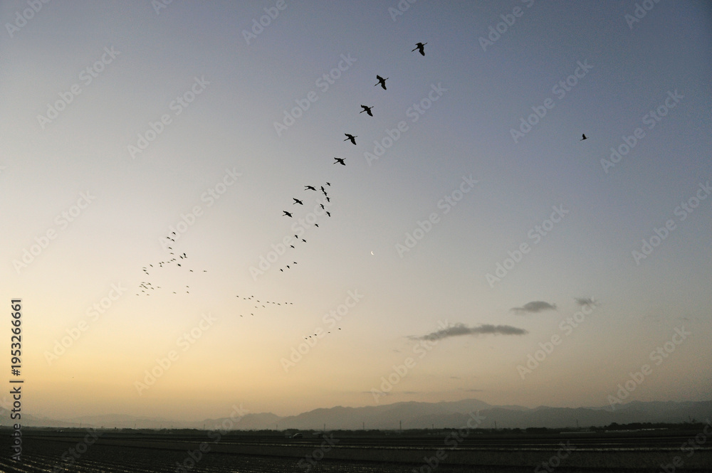 Fototapeta premium 隊列を組んで飛翔するツルの群（鹿児島県・出水市） 