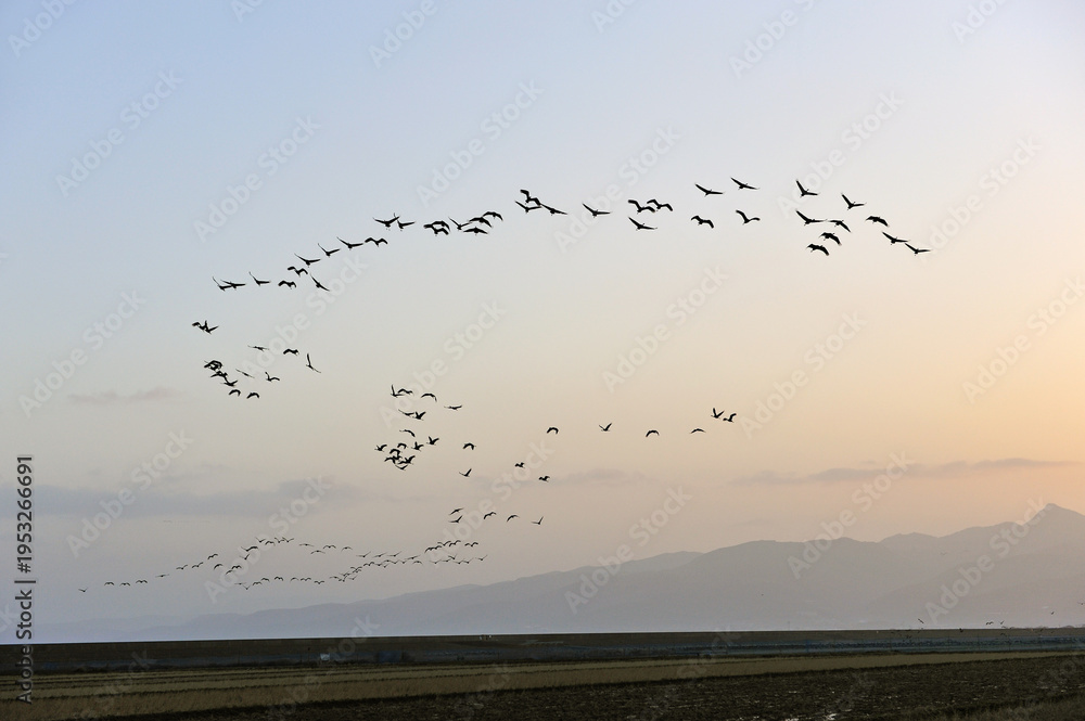 Fototapeta premium 隊列を組んで飛翔するツルの群（鹿児島県・出水市） 