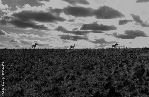 Silhouette of Zebras on a hill