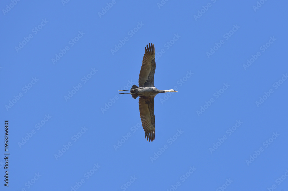 Fototapeta premium ナベヅルの飛翔（鹿児島県・出水市） 