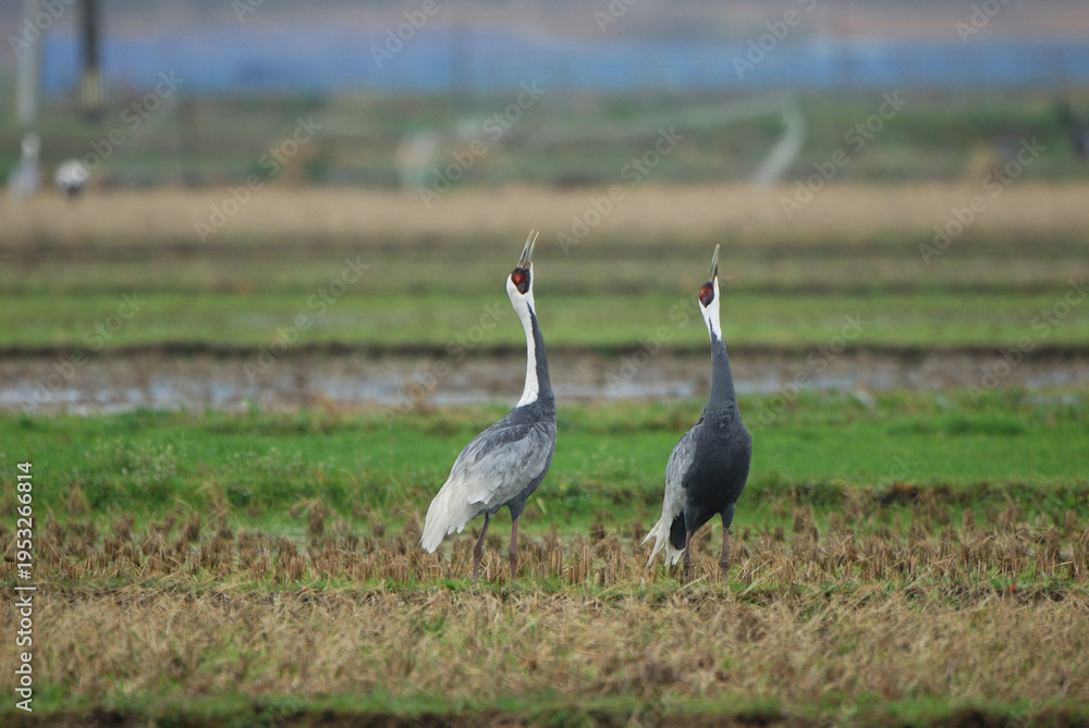 Fototapeta premium マナヅルの鳴き合い(鹿児島県・出水市)