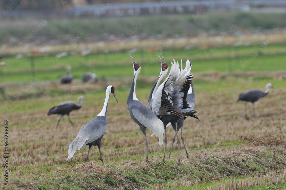 Fototapeta premium マナヅルの鳴き合い（鹿児島県・出水市） 