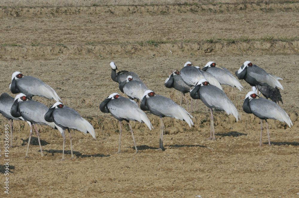 Fototapeta premium 農地で休むマナヅルの群（鹿児島県・出水市） 