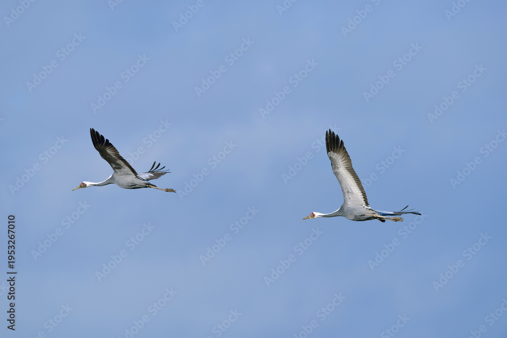 Fototapeta premium 飛翔するマナヅルのつがい（鹿児島県・出水市） 