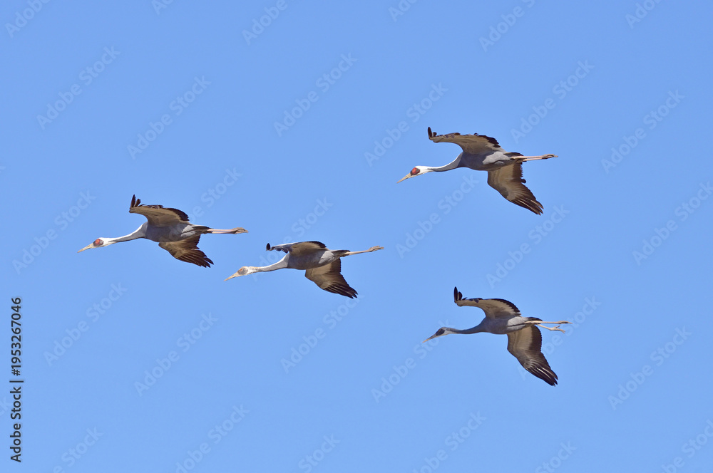 Fototapeta premium 飛翔するマナヅルの家族（鹿児島県・出水市） 