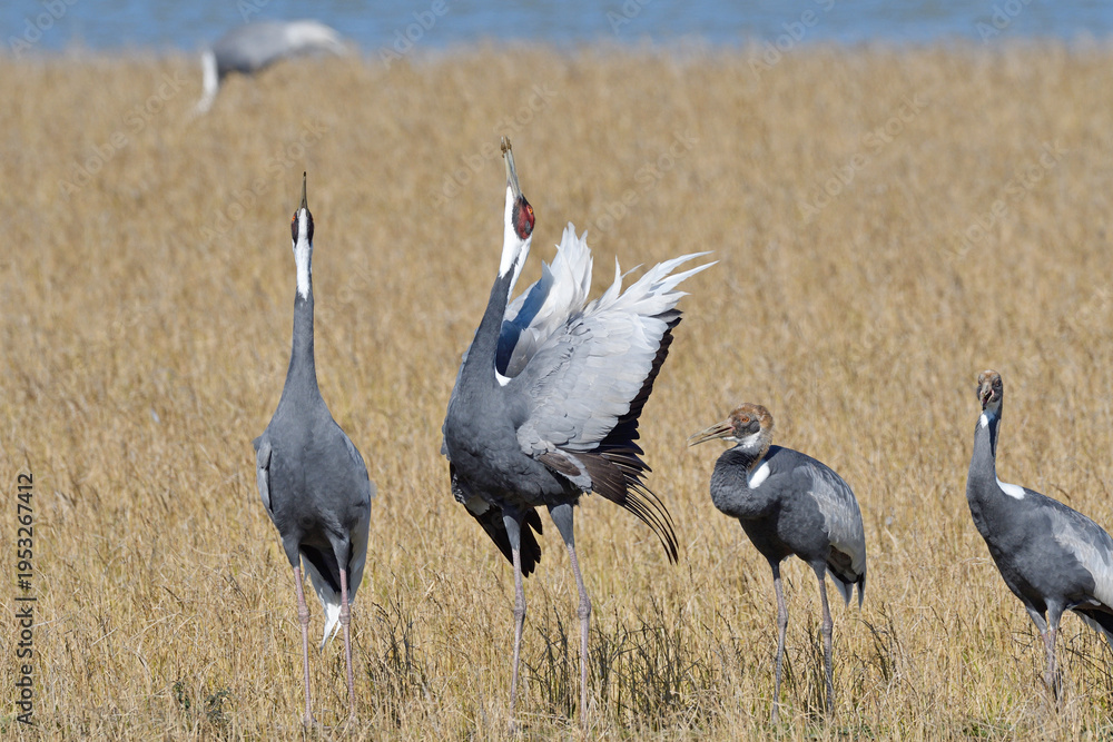 Fototapeta premium マナヅルの鳴き合い(鹿児島県・出水市)