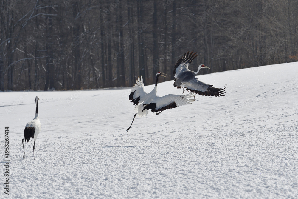 Fototapeta premium タンチョウに追われるマナヅル（北海道・鶴居村） 