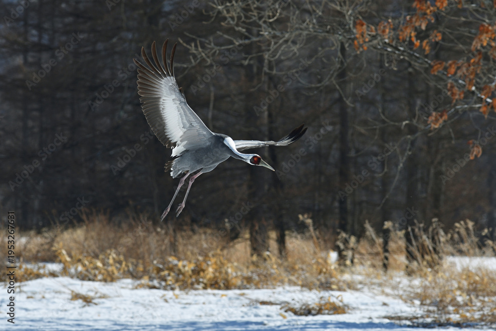 Fototapeta premium 舞い降りるマナヅル（北海道・鶴居村） 