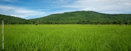 a large green rice field serves as the background, with dense and uniform gra...
