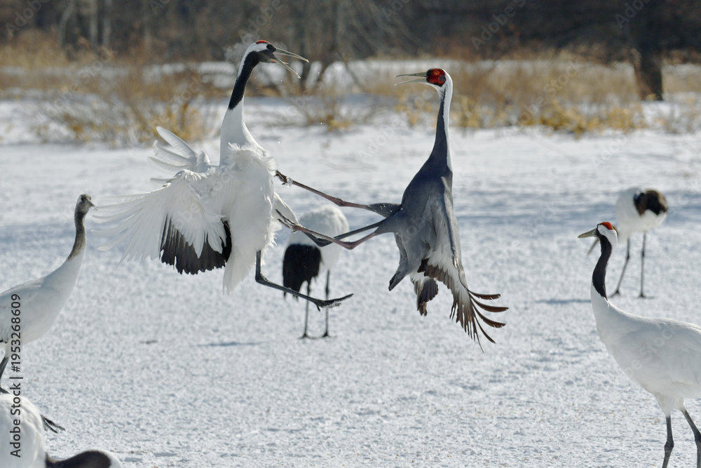 Fototapeta premium タンチョウと争うマナヅル（北海道・鶴居村） 