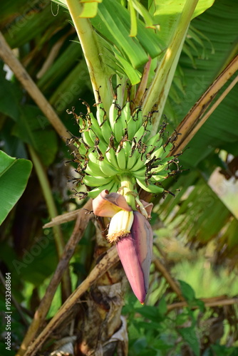Banana flower - The teardrop-shaped purple flower at the end of the banana fruit cluster in a banana tree is called as banana heart.