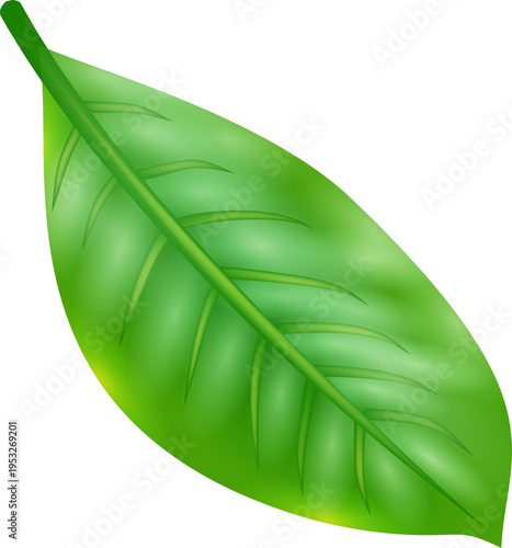 Green Leaf Isolated PNG Decorative Nature
