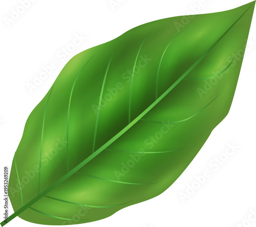 Green Leaf Isolated PNG Decorative Nature